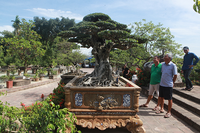 Chủ nhân tác phẩm “Tiên lão giáng trần” tâm sự sau khi mua được cây sanh quý này, hàng ngày có rất nhiều người yêu cây cảnh khắp đất nước đến nhà vườn để chiêm ngưỡng. Một số đại gia chơi cây có ngỏ ý muốn mua lại với giá cao hơn nhưng tôi không bán.
