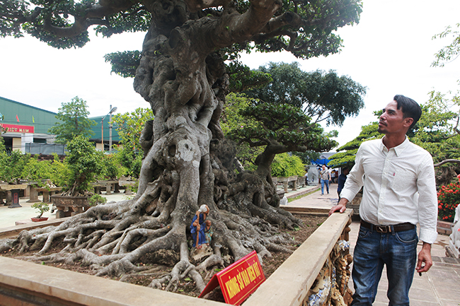 Trao đổi với phóng viên, ông Phan Văn Toàn, một đại gia chơi cây cảnh “khét tiếng” ở Việt Nam, xác nhận: “ Tôi ngỏ ý mua lại với giá 19 tỷ đồng nhưng anh Chí không bán, thời gian tới có lẽ tôi phải trả khoảng 1 triệu USD xem anh ấy có bán không”.
