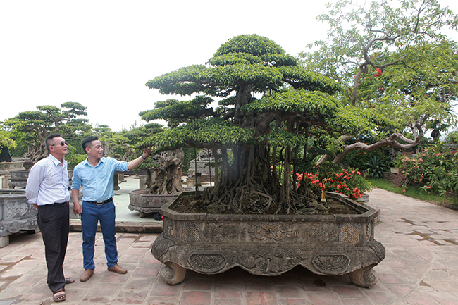 Tác phẩm sanh cổ “Thụ lâm bồng thạch” được biết đến là một trong 10 tuyệt phẩm cây cảnh nghệ thuật độc đáo nhất tại Triển lãm Sinh vật cảnh cảnh chào mừng Đại lễ kỷ niệm 1000 năm Thăng Long Hà Nội vào năm 2010.
