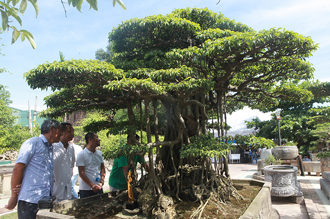 Có mặt tại buổi chuyển giao cây, ông Vương Xuân Nguyên -Chánh Văn phòng Hội Sinh Vật Cảnh thành phố Hà Nội -phân tích giá trị của cây cảnh nghệ thuật cần phải nhìn nhận dưới cả góc độ vật thể và phi vật thể. Với những người am hiểu chuyên sâu và khát khao sở hữu nó thì giá trị của nó sẽ vô cùng, còn với người ít quan tâm và không có cả nhu cầu lẫn điều kiện sở hữu thì giá trị của nó trong nhiều trường hợp sẽ cảm thấy rất mơ hồ, chứ chưa nói đến việc đắt hay rẻ.
