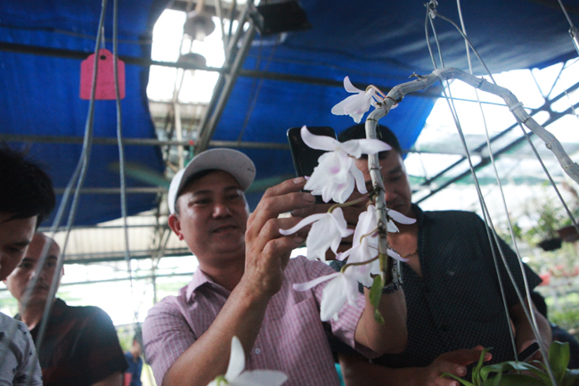 Cũng trong buổi giao dịch, nhiều người mang những giỏ lan đã xổ bông đến cho mọi người yêu lan thưởng lãm
