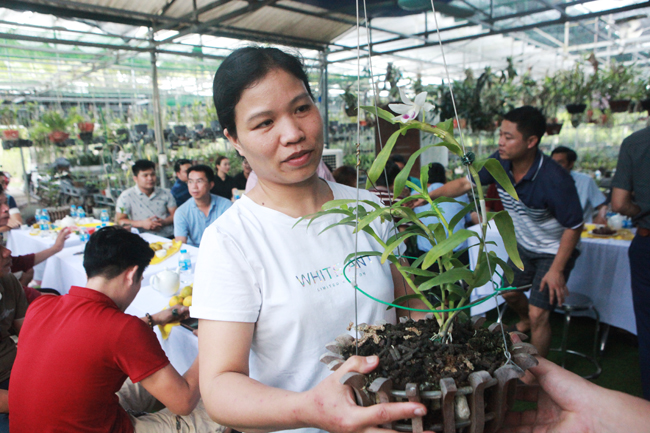 Một giỏ lan đột biến khi mua về có thể sau một đêm chủ nhân của nó có lãi ngay chục triệu vì lan đột biến khi bán tính bằng cm. Sau vài tháng hay một năm, họ nhân được nhiều cây, mỗi cây bán vài chục triệu, thậm chí vài trăm triệu, ông Nguyên lý giải
