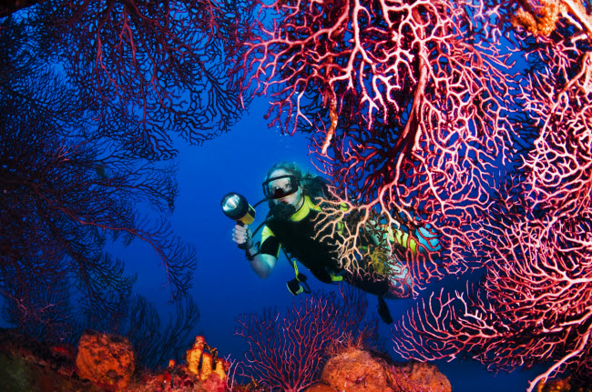Thợ lặn khám phá thế giới san hô dưới đại dương.
