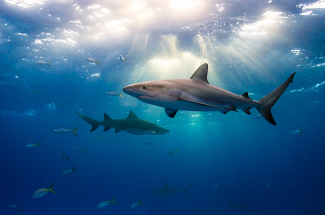 Hai con cáp mập san hô bơi cùng những con cá nhỏ ở vùng biển Caribbe.

