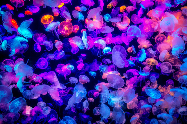 Những con sứa nhiều màu sắc tạo nên vẻ đẹp rực rỡ dưới đại dương.
