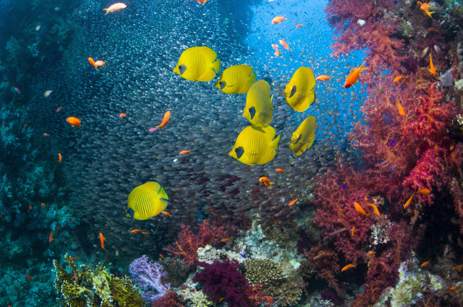 Đàn cá bướm nhiều màu sắc bơi thong dong trên rạn san hô.
