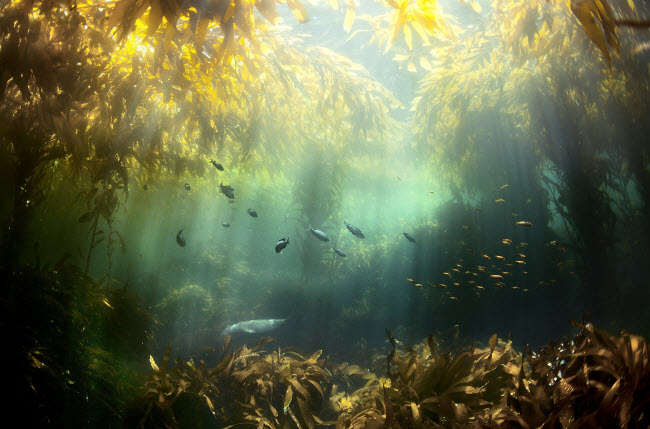 Cỏ biển tạo nên hệ sinh thái như một khu rừng dưới đại dương.
