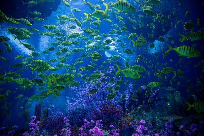 Đàn cá nhiệt đới bơi lội tung tăng trên rạn san hô.
