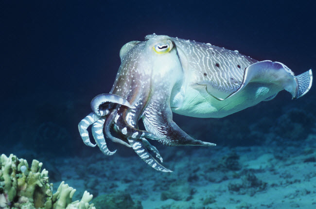 Mực nang khổng lồ bơi dưới đáy biển sâu. Đây là một trong những sinh vật thông minh nhất trên Trái đất.
