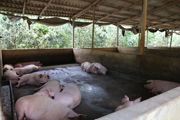 Đàn lợn "lướt sóng" hàng nghìn con tại trang trại nhà anh Thắng