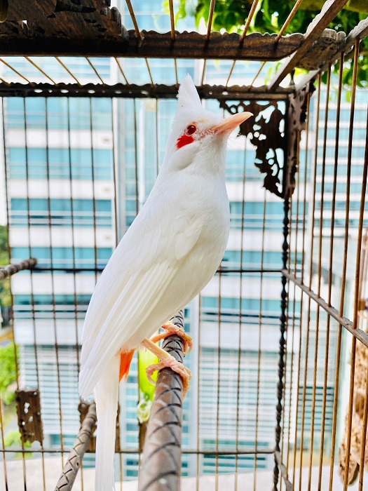 Siêu phẩm chim cảnh “cực độc” của đại gia Hà Nội, trả nửa tỷ một con cũng không bán - 1