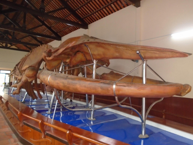 Bộ xương cá voi lớn nhất Đông Nam Á đang lưu giữ tại làng Thủy Tú