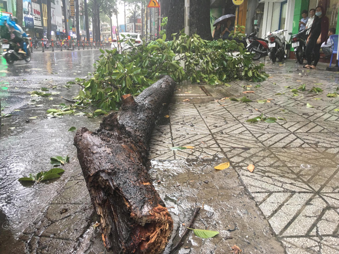 Mưa kèm giông lốc làm nhánh cây có đường kính lớn bất ngờ tét nhánh rơi xuống đường 3/2 khiến 2 người bị thương.