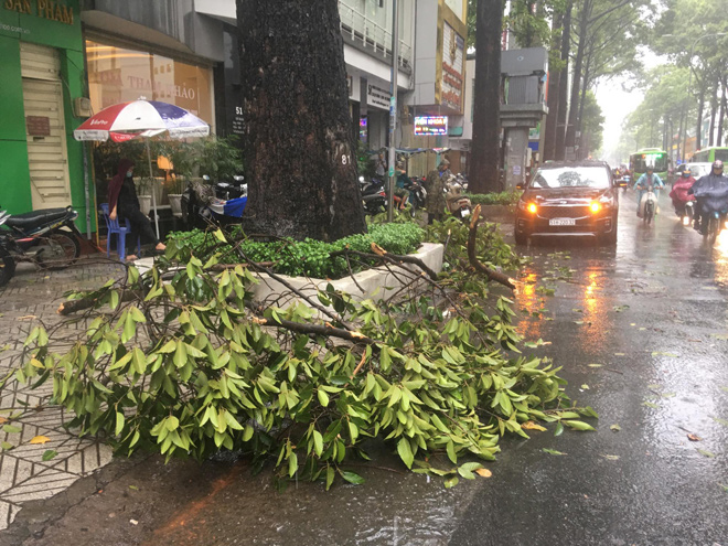 Ngoài ra, trong cơn mưa chiều nay trên địa bàn TP.HCM có nhiều cây bị tét nhánh