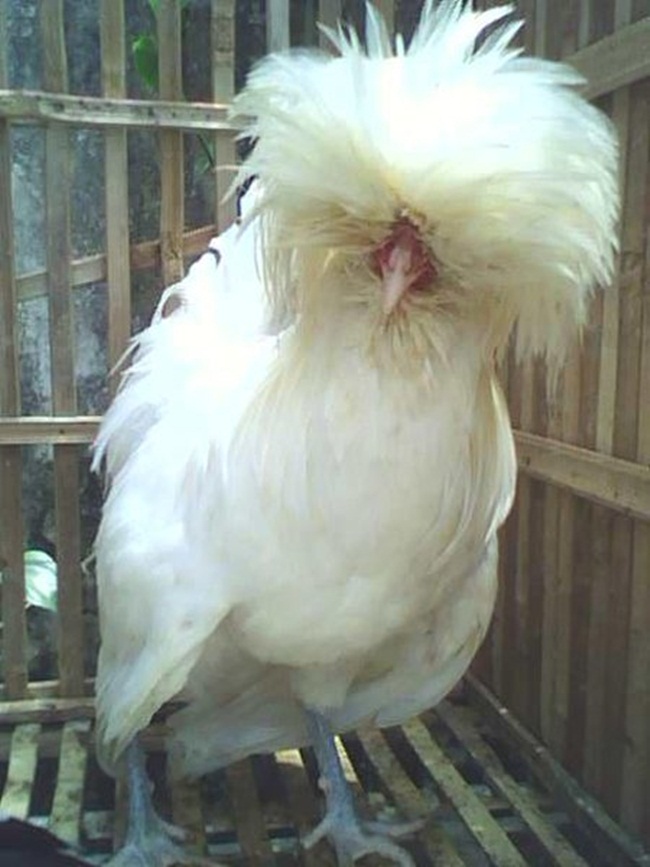 Giống gà này có tên là gà Ba Lan nhưng thực ra nguồn gốc giống từ Hà Lan.

