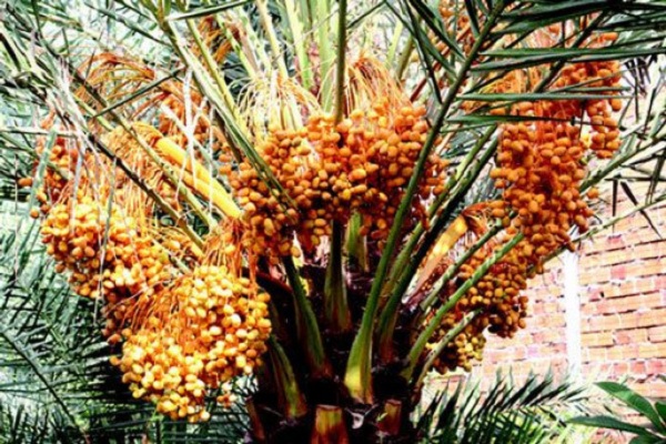 Các cây chà là trong vườn ông Nguyễn Văn Xuân, xã Tân Khánh Đông, TP Sa Đéc, tỉnh Đồng Tháp đang cho rất nhiều trái