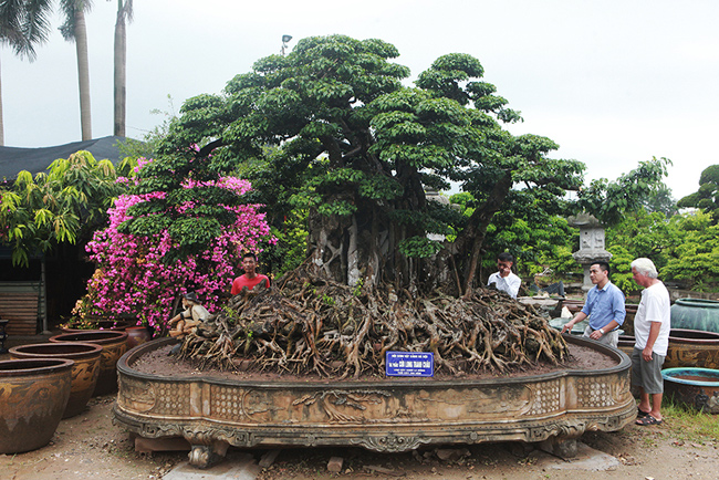 Gần đây giới chơi cây lại rộ lên một số tác phẩm cây cảnh nghệ thuật được chủ nhân hô giá 5 tỷ, 8 tỷ, 10 tỷ, thậm chí hơn 20 tỷ đồng. Nhiều người phải giật mình về giá của một số cây cảnh ở Việt Nam còn đắt hơn cả siêu xe ngoại, đắt ngang cả cổ vật. Những người am hiểu về cây cảnh nói rằng mức giá này không quá cao nếu nó thực sự có niên đại và mang những giá trị văn hóa lịch sử lâu đời. 
