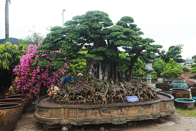 Tác phẩm Sanh &#34;Cửu long tranh châu&#34; được coi là tác phẩm nổi bật nhất trong Triển lãm Sinh Vật Cảnh Việt Nam lần thứ nhất năm 2010. Một số nhà nghiên cứu tiết lộ có những đại gia đã ngỏ ý với chủ sở hữu cây sanh này với giá hàng triệu USD.&nbsp;
