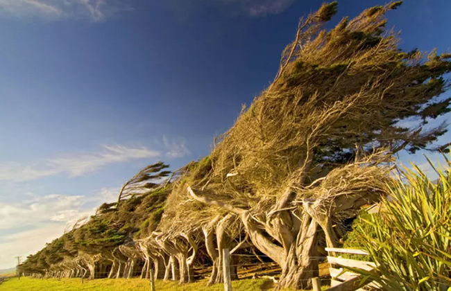 Slope Point (New Zealand): Ở điểm cực nam của Đảo Nam New Zealand, những cơn gió dữ dội liên tục thổi đến từ Nam Cực mạnh đến nỗi uốn những cái cây mọc ở đó thành những hình dạng siêu thực, vĩnh cửu.&nbsp;
