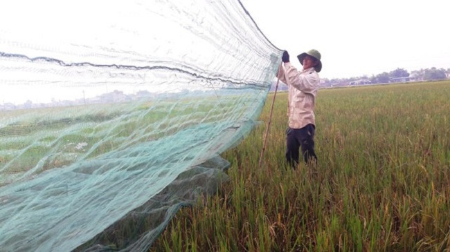 Người dân giăng lưới bắt châu chấu lúa.