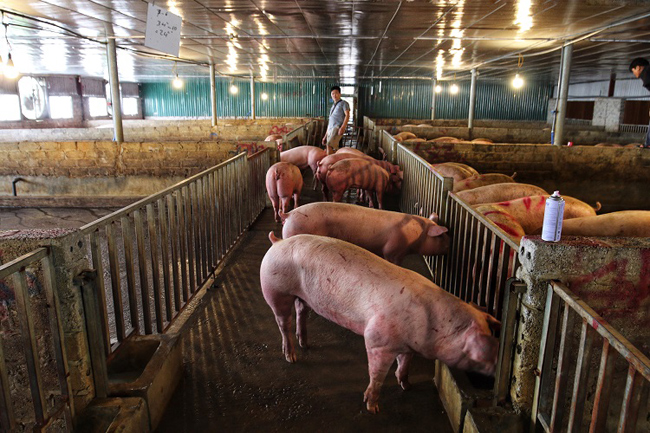 Nhiều thương lái nhập lợn từ các tỉnh miền Nam còn chịu ảnh hưởng của nắng nóng cao điểm. Lợn vận chuyển về tới chuồng có khi “hao” tới 6 – 7kg/con, như vậy mỗi con phải chấp nhận lỗ tới 6 – 7 giá.

