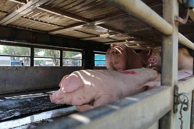 Từ 2000 con nay chỉ còn 200 – 300 con/ngày, từ 50 khoang chứa lợn kín đàn này chỉ còn 10 khoang hoạt động, con số này giảm khảng 70% so với cùng kỳ năm ngoái.
