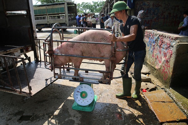 Giá heo hơi giảm liên tiếp trong những ngày gần đây