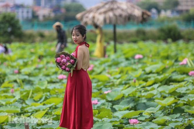 Bó hoa sen 10 bông được bán ngay tại đầm với giá 100.000đ cao gần gấp 2 lần giá thị trường.