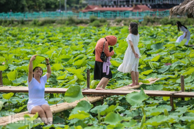 Chị em phụ nữ mọi lứa tuổi "thả dáng" bên đầm sen.