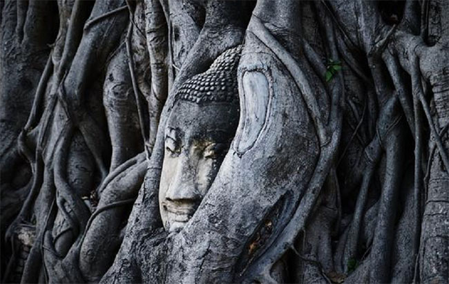 Bí ẩn bức tượng Phật nằm lọt thỏm trong cây long não hơn 1.000 năm tuổi ở Trung Quốc - 1
