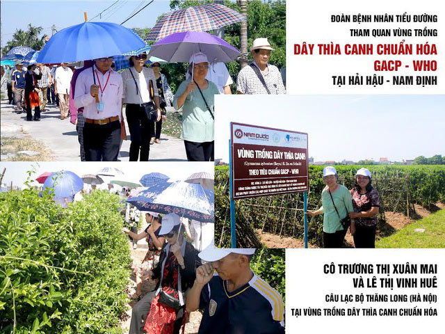 Người bệnh tiểu đường về thăm Vùng trồng Dây thìa canh sạch tiêu chuẩn quốc tế GACP - WHO của Nam&nbsp; Dược tại Hải Hậu, Nam Định
