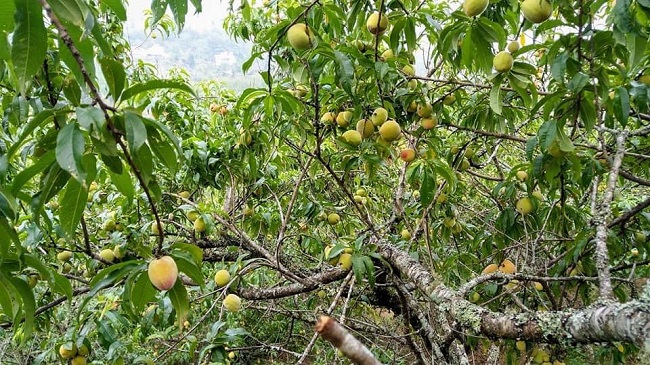 Đào được trồng tại Sa Pa chủ yếu là đào lông có vỏ màu xanh.