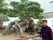 Thị trường - Tiêu dùng - Chiêm ngưỡng cây sanh &quot;ngọa hổ tàng long&quot; 30 tỷ đồng của đại gia Toàn đôla ở Phú Thọ