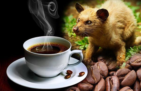 Đằng sau những ly cà phê phân chồn giá từ 30 tới 100 USD là nạn ngược đãi động vật tàn nhẫn.