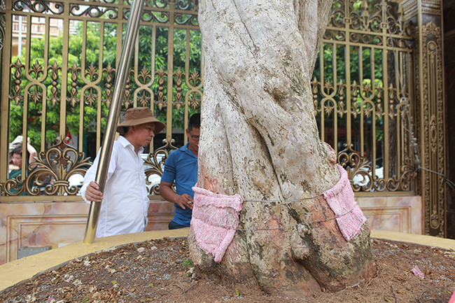 Hoành gốc khoảng 170cm
