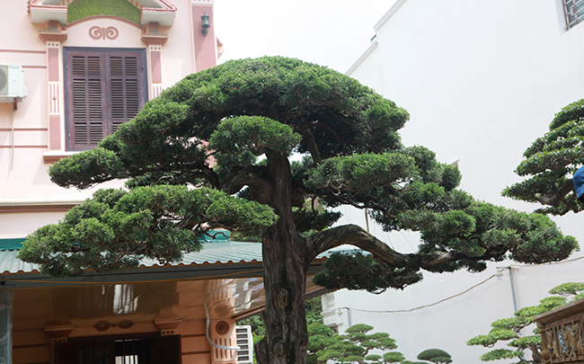 Chủ nhân cũ cho biết nguồn gốc của cây duyên tùng (tùng Việt Nam) ở Đà Lạt, có tuổi đời hơn 300 năm
