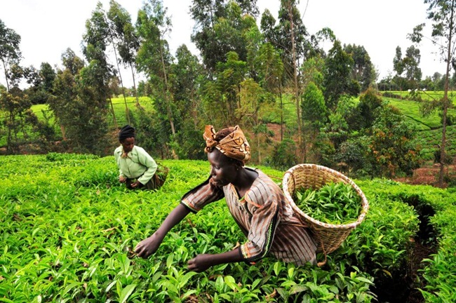 Ngoài vàng, Ghana còn là nhà&nbsp;cung cấp khoảng 1/5 lượng hạt&nbsp;cacao&nbsp;sử dụng cho ngành sản xuất socola.
