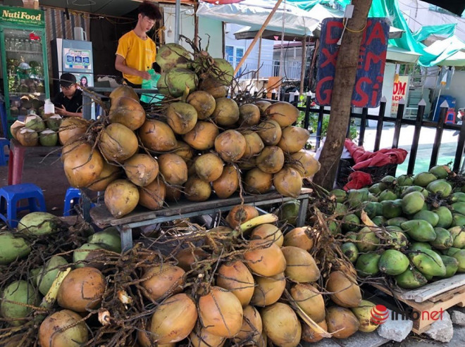 Mỗi ngày cửa hàng bán cả nghìn quả dừa tươi