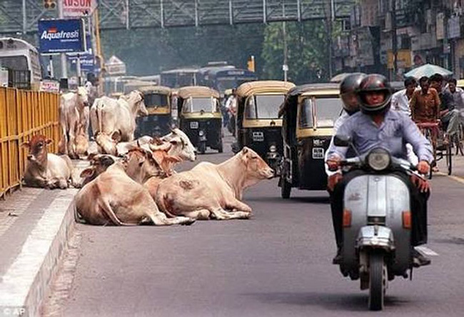 Bò được coi là thiêng liêng trong văn hóa Ấn Độ. Thịt bò bị cấm ở đây và bạn có thể nhìn thấy chúng lang thang trên đường, hoặc thậm chí trộm đồ từ các cửa hàng mà không sợ bị trừng phạt.
