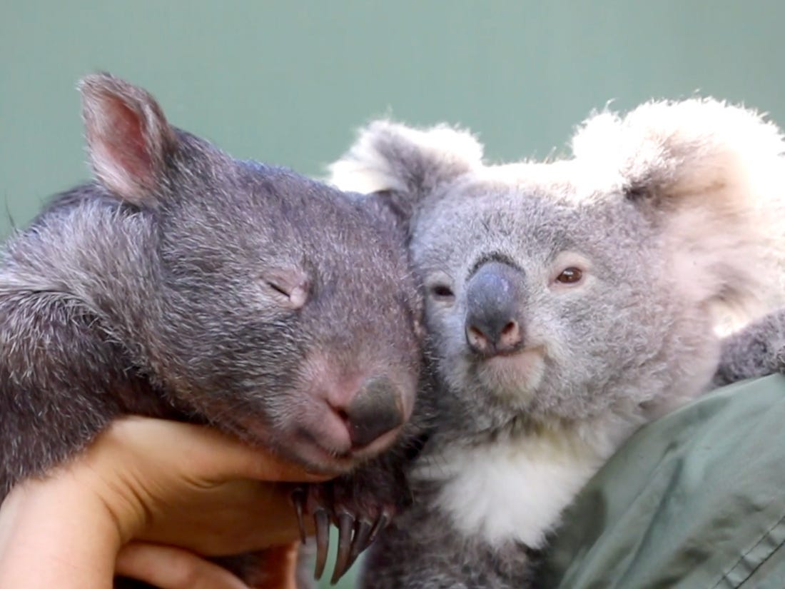 Chú gấu koala và chú gấu wombat tại Úc trở thành bạn tri kỷ sau khi được cho ở chung chuồng (Ảnh: Evening Standard)