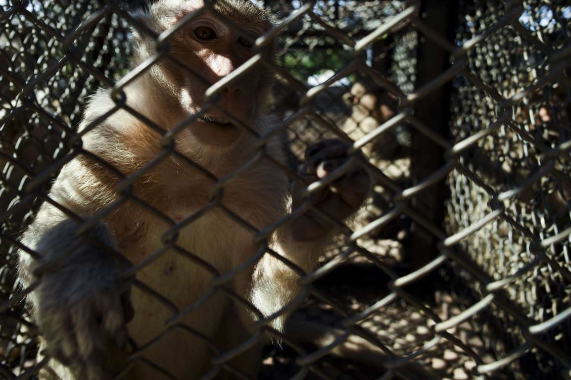 Những con khỉ bị nhốt trong bẫy lồng để chờ triệt sản tại&nbsp;Lopburi, Thái Lan (Ảnh: Getty)