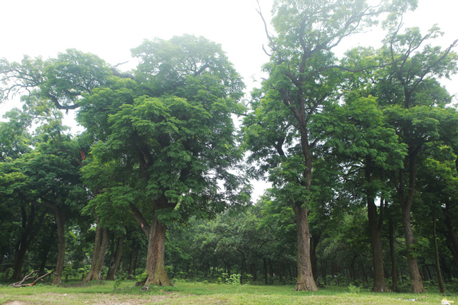 Rừng lim ở đền Và, phường Trung Hưng (thị xã Sơn Tây, Hà Nội) có 242 cây lim, trong đó có&nbsp;85 cây lim cổ thụ.
