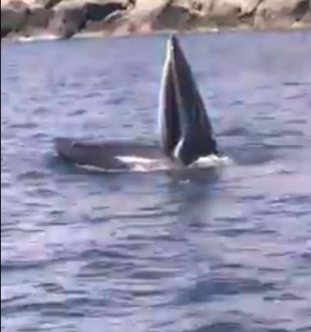 Con cá voi xuất hiện gần khu vực Mũi Sộp, thuộc xã Cam Lập, TP. Cam Ranh (Khánh Hòa) đã thu hút nhiều người xem (Ảnh cắt từ clip)