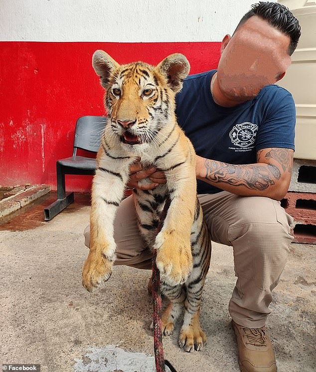 Con hổ Bengal được một lính cứu hỏa chăm sóc (ảnh: Daily Mail)