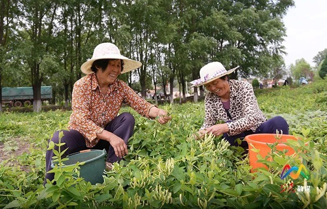 Năm 2018, làng Tây Hỏa (Trung Quốc) cùng hợp tác xã đưa cây kim ngân hoa vào trồng trọt. Hợp tác xã chịu trách nhiệm hướng dẫn kỹ thuật, thu mua sản phẩm.
