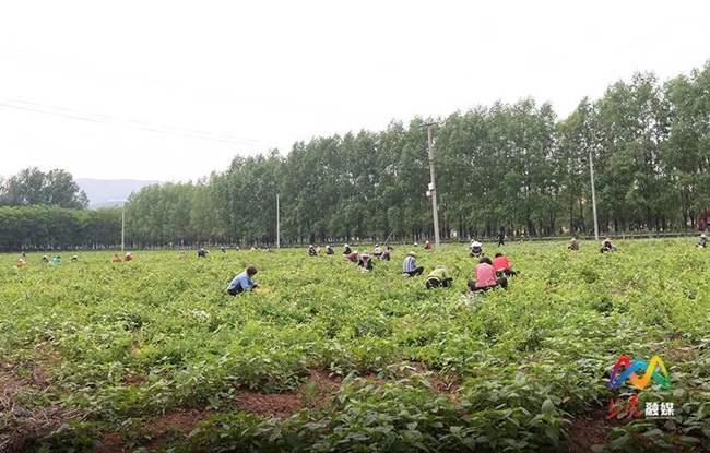 Với 200 mẫu trồng kim ngân hoa, dân làng có thể&nbsp;thu hoạch được 500kg kim ngân khô tức 2500kg kim ngân tươi.
