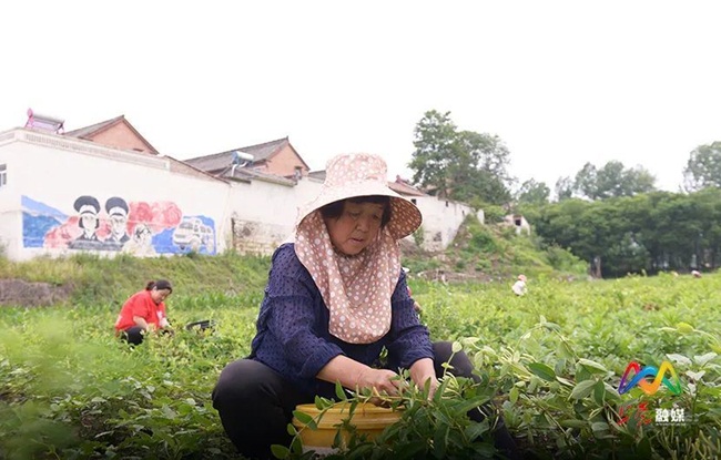 Đến mùa thu tới thêm 280 mẫu kim ngân hoa nữa sẽ được đưa vào trồng nhằm mở rộng quy mô.
