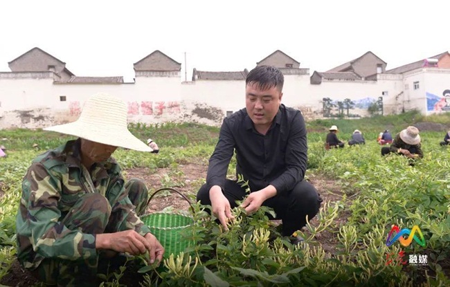 Làng Tây Hỏa xác định kế hoạch mở rộng thêm quy mô trồng kim ngân hoa, xây dựng xưởng sấy, chế biến để dân làng tăng thu nhập.
