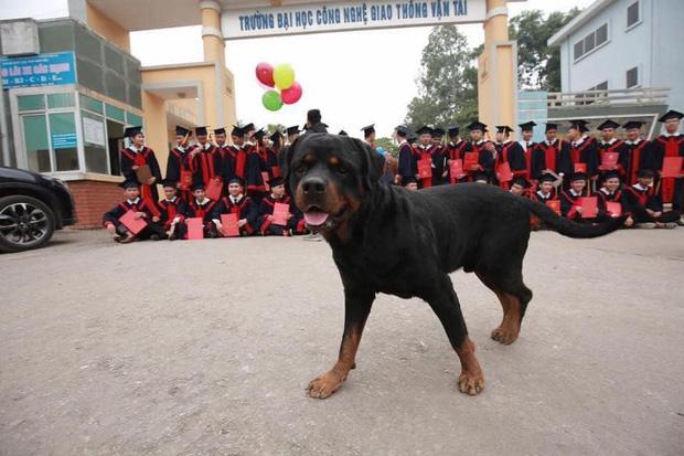 Khi sinh viên trường đại học Công nghệ giao thông vận tải ăn mặc chỉnh tề, hàng ngũ ngay ngắn thì cún cưng ở đâu xuất hiện chiếm&nbsp;spotlight.