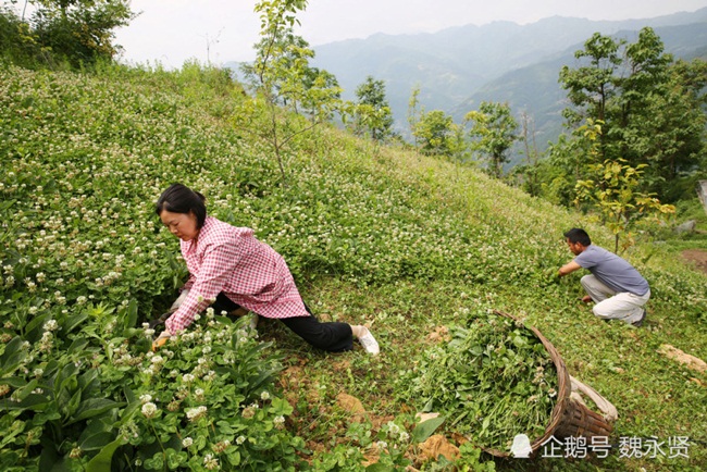 Cách đây hơn 10 năm, 2 vợ chồng chị Cúc Hiền ở Thiểm Tây, Trung Quốc thuê đất trên núi rồi đưa 2 con lợn nái để bắt đầu nuôi lợn kiếm tiền.
